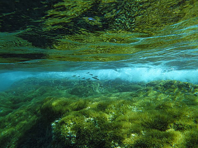 A small school of fish swim between two mossy rocks.